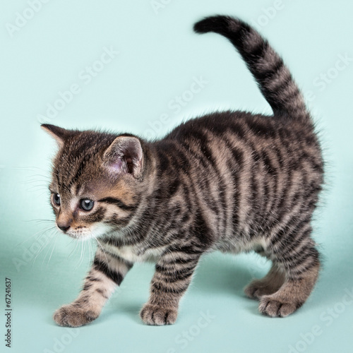 A cute kitten prancing curiosly on a blue backround