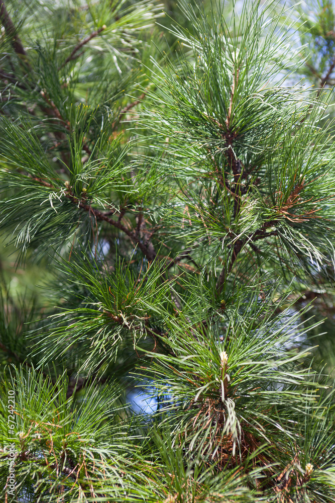 Closeup of the pine buds and needles Closeup of the pine buds and needles