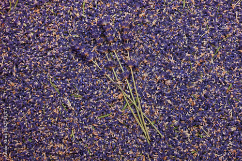 Lavendelblüten