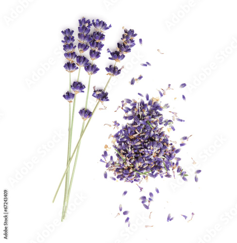 Lavendel