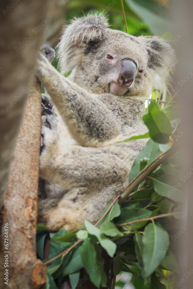 Fototapeta premium Koala