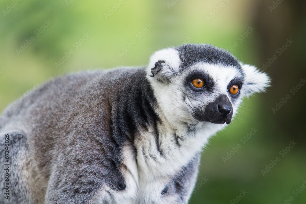 Fototapeta premium Ring tailed lemur