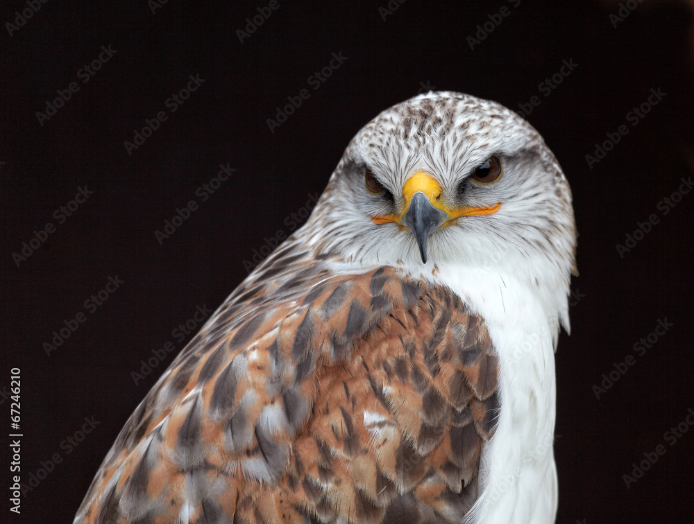 Obraz premium Buteo regalis - Buse rouilleuse - Ferruginous Hawk