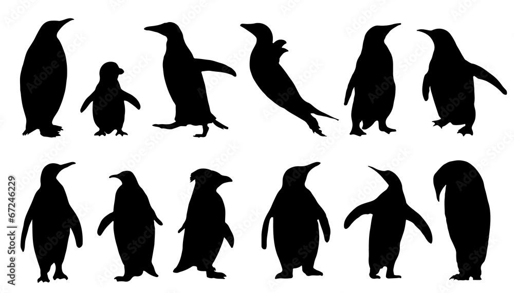 Obraz premium sylwetki pingwinów