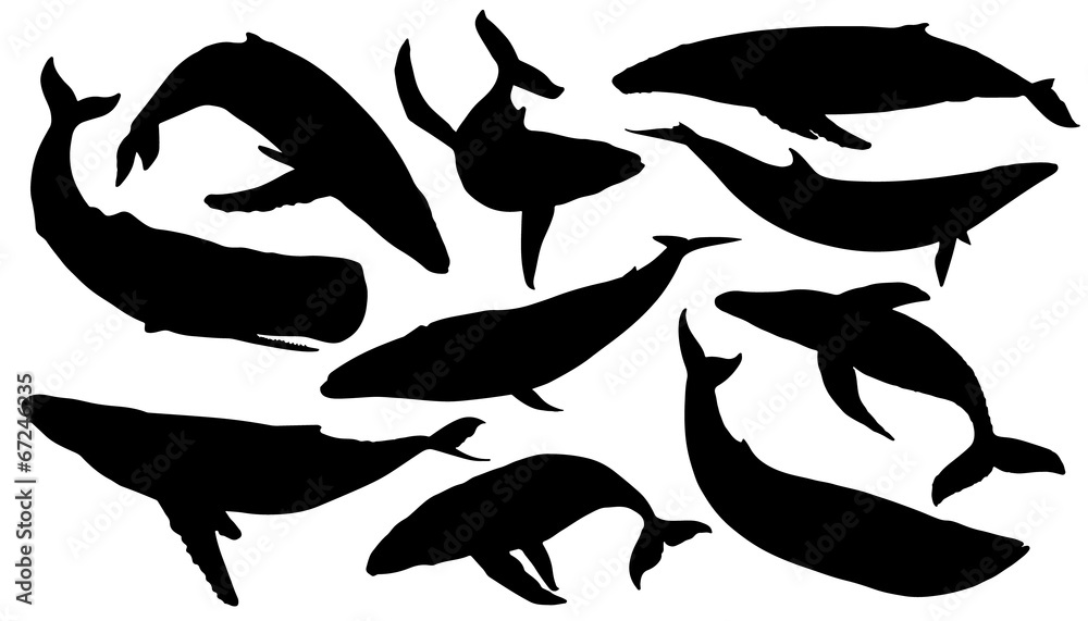 Obraz premium sylwetki wielorybów