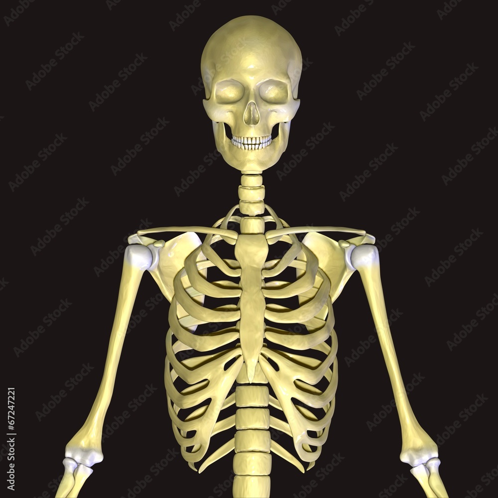 skeleton skeleton