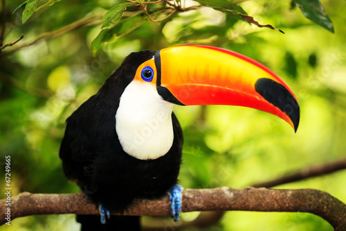 Colorful tucan in the aviary #67249665