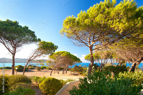Pinien am Strand von Sardinien photo