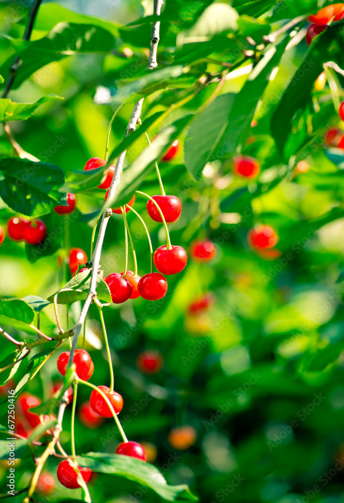 Cherry tree Cherry tree