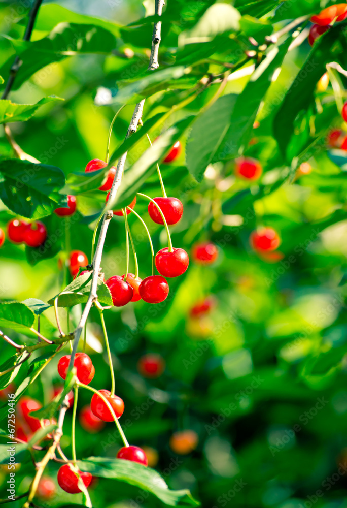 Cherry tree