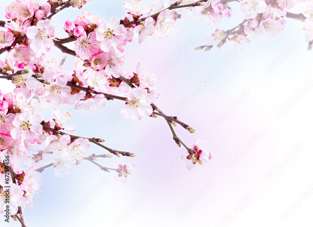 Spring flowering with apricot branch on colorful blurred backgro Spring flowering with apricot branch on colorful blurred backgro
