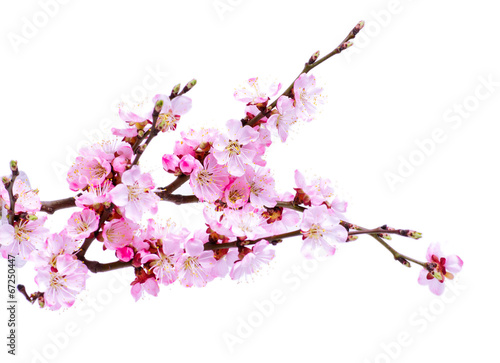 Valokuvatapetti Spring flowering with apricot branch