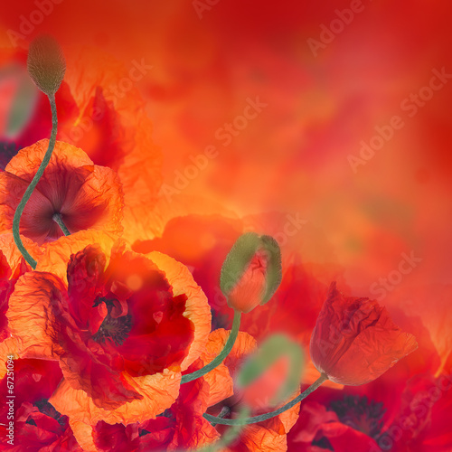 Fototapeta Naklejka Na Ścianę i Meble -  Red poppies field and blue cornflowers, floral background