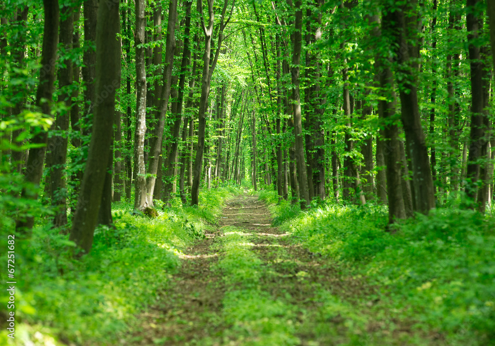 green forest green forest