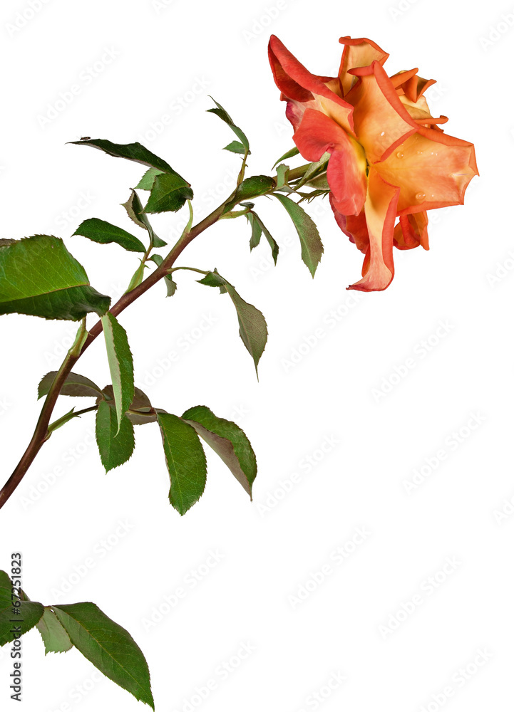 Fototapeta premium rose isolated on white background