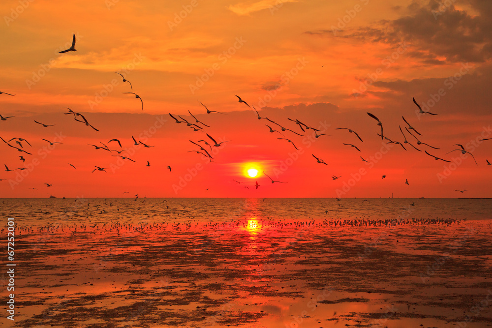 Seagulls and sunset at the sea