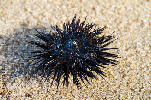 Sea urchin © Yordan Rusev
