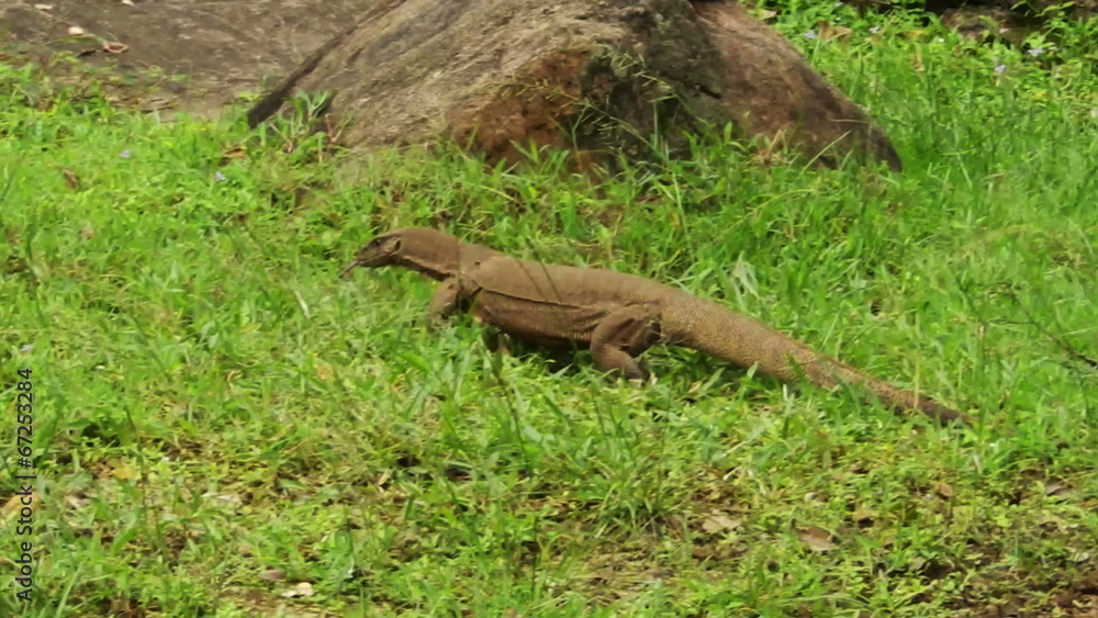 Lizard walks on the bright green grass Lizard walks on the bright green grass