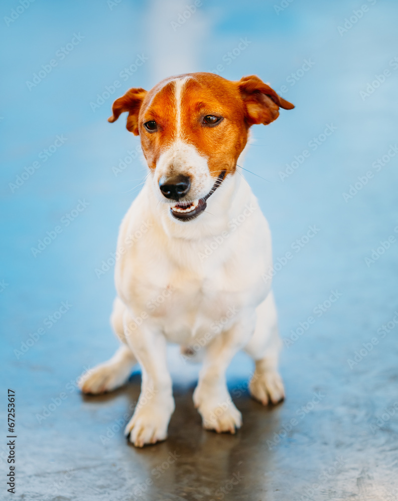 Dog jack russel terrier