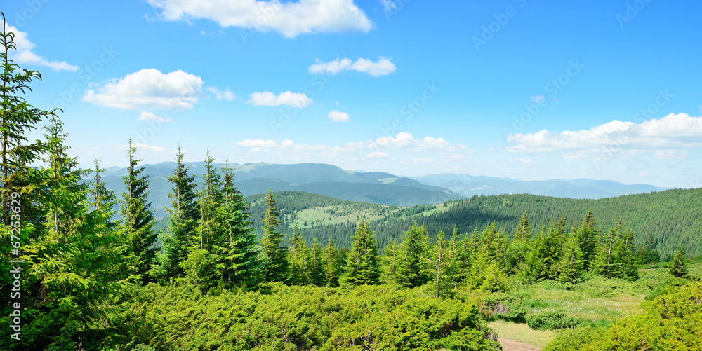 mountains covered trees