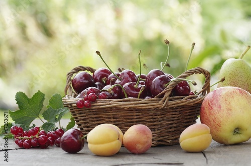 Früchte im. Korb mit Frischem Obst , Aprikosen, Apfel, Kirschen, Johannisbeeren  aus dem Garten 