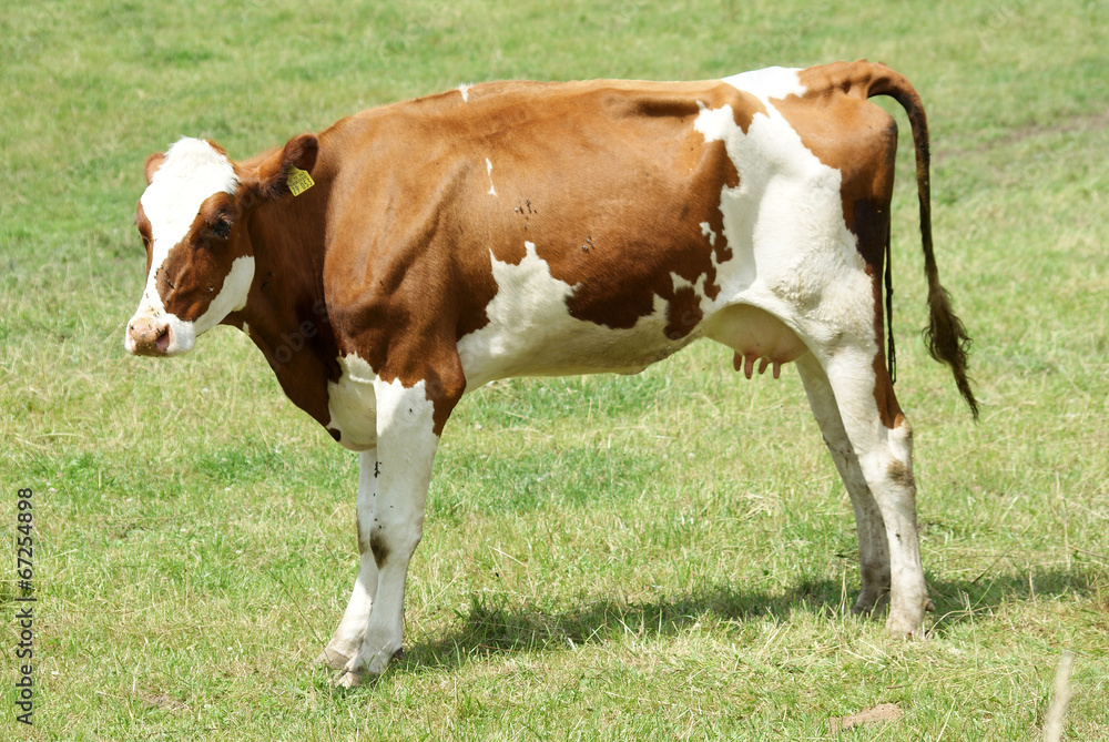 brown white cow on pasture close up brown white cow on pasture close up