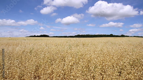 Oat field in anticipation of maturation. photo