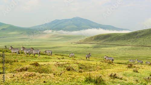 Fototapeta Naklejka Na Ścianę i Meble -  Tansania-Zebra-14646