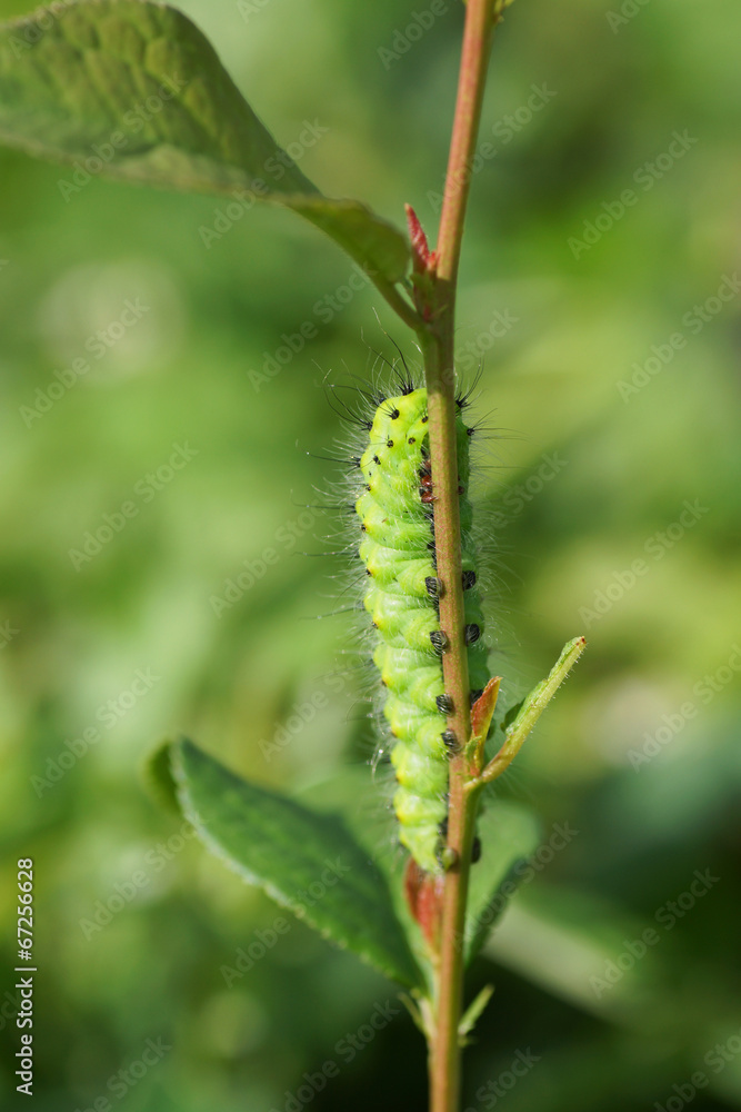 Green caterpillar on a branch plant.