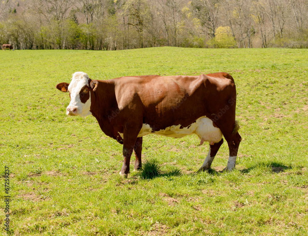 cow in a meadow