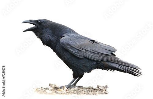 Photographie Raven hurlant sur fond blanc