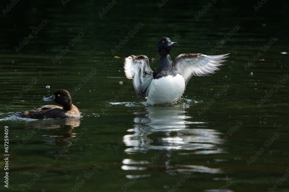 Tufted Duck, Aythya fuligula Tufted Duck, Aythya fuligula