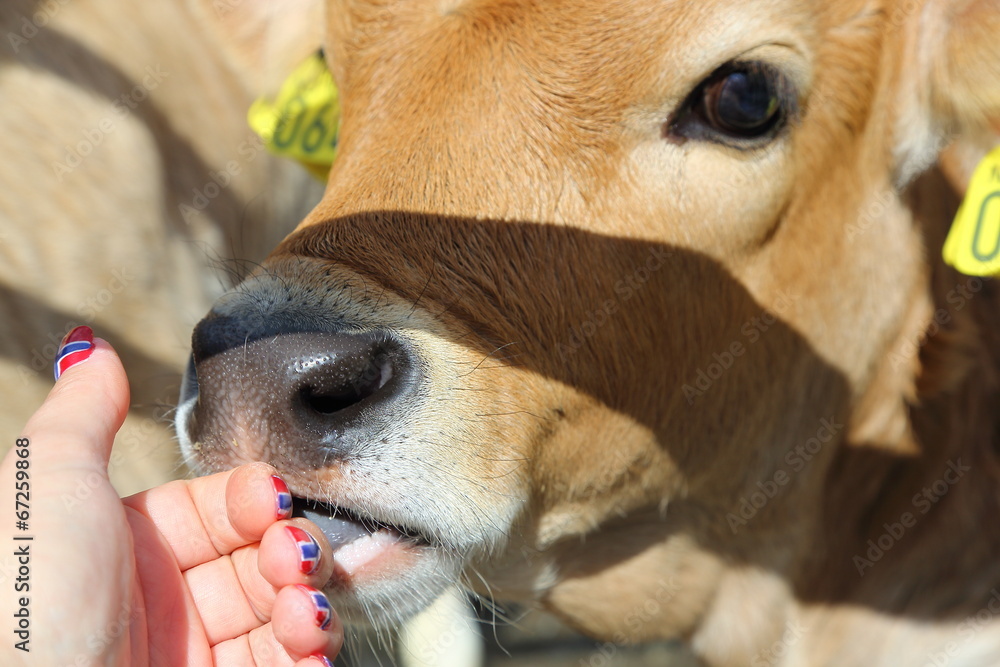 Closeup of friesen dairy cow calf