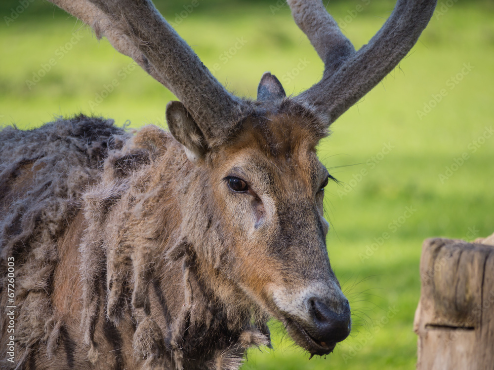 Father David's Deer