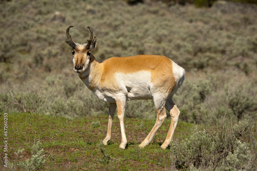 Male Pronghorn Antelope stares at camera Male Pronghorn Antelope stares at camera