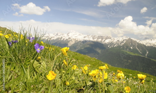 Alpine meadow with flowers