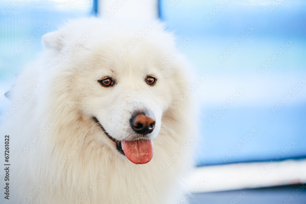 White Samoyed dog White Samoyed dog
