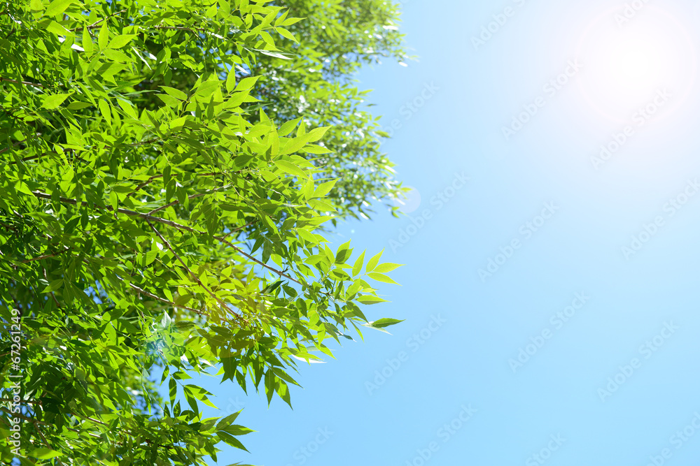 Beautiful spring leaves on tree outdoors Beautiful spring leaves on tree outdoors