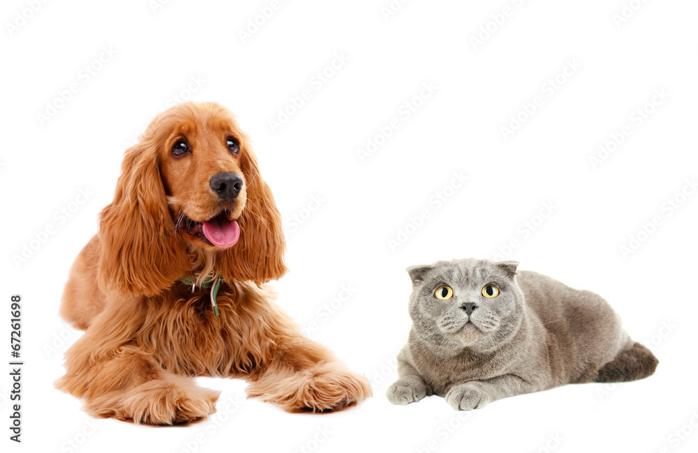 Cocker spaniel and cat isolated on white