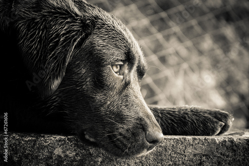 Sad dog waiting