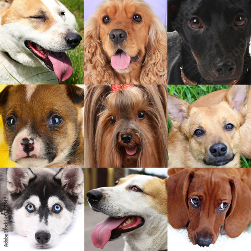 Fototapeta Naklejka Na Ścianę i Meble -  Collage of different cute dogs