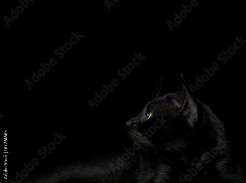 Schwarze Katze vor schwarzem Grund