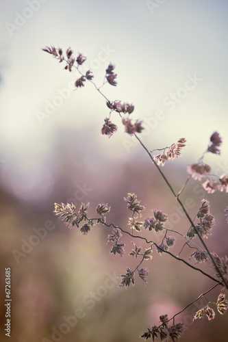 Closeup of wild grass ears on blurred nature background © MartiniDry