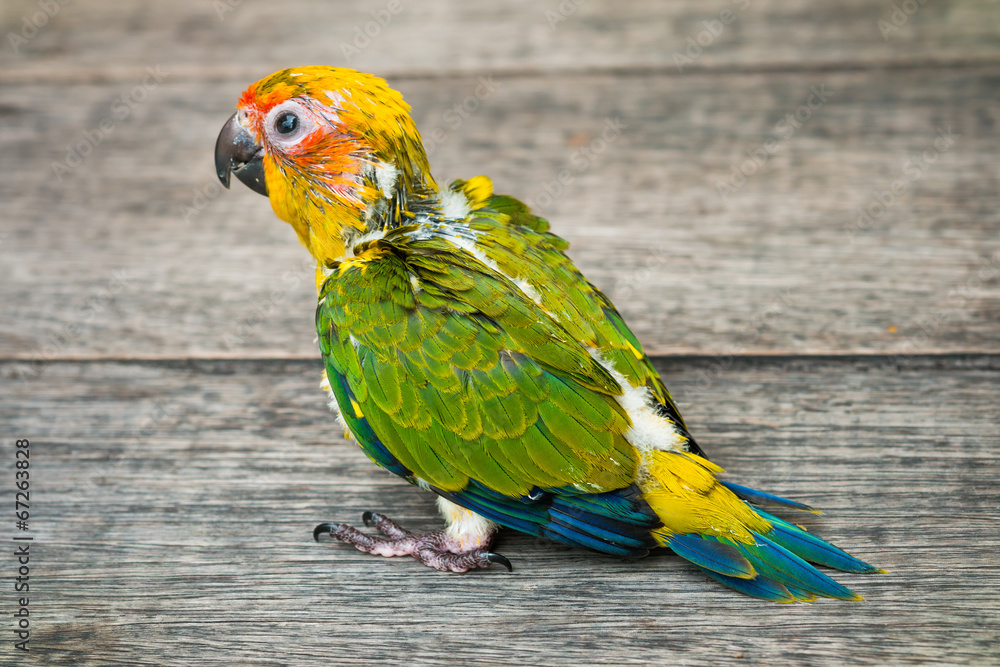 Obraz premium Baby Sun Conure Parrot on the wooden background
