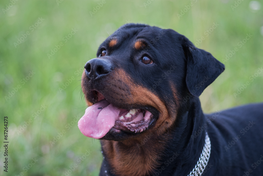 Rottweiler Portrait