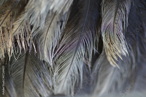 Federn voneinem Strauß