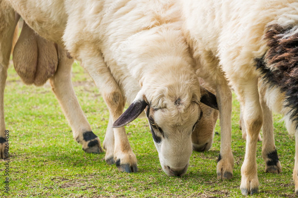 White sheep in the field White sheep in the field