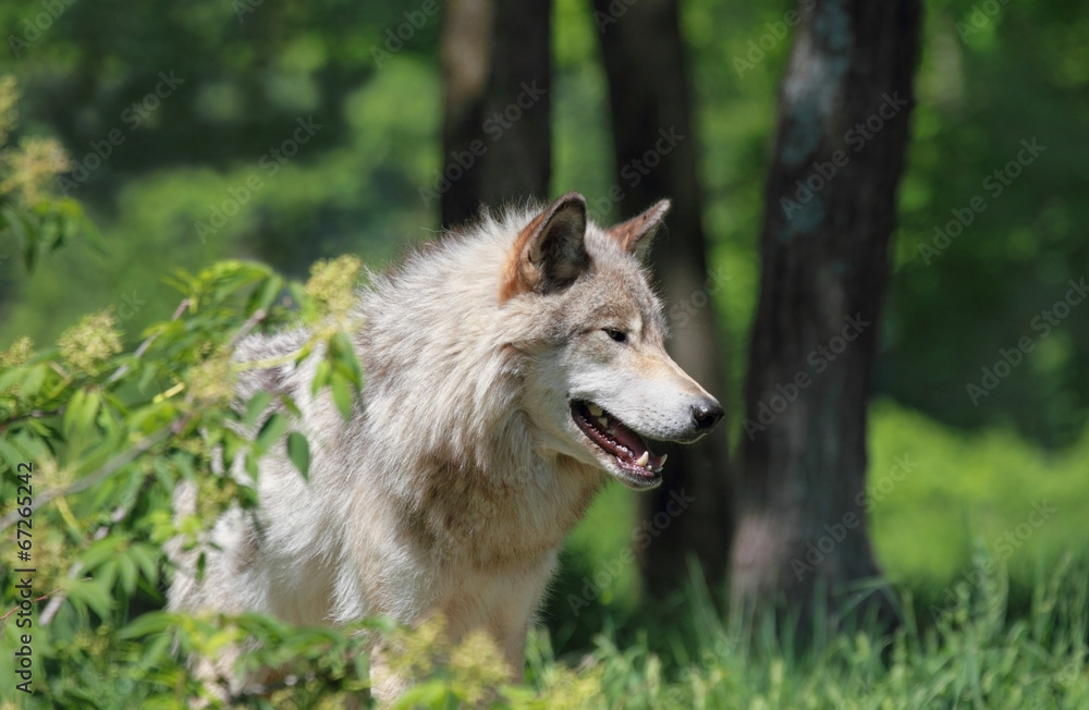 loup dans les bois