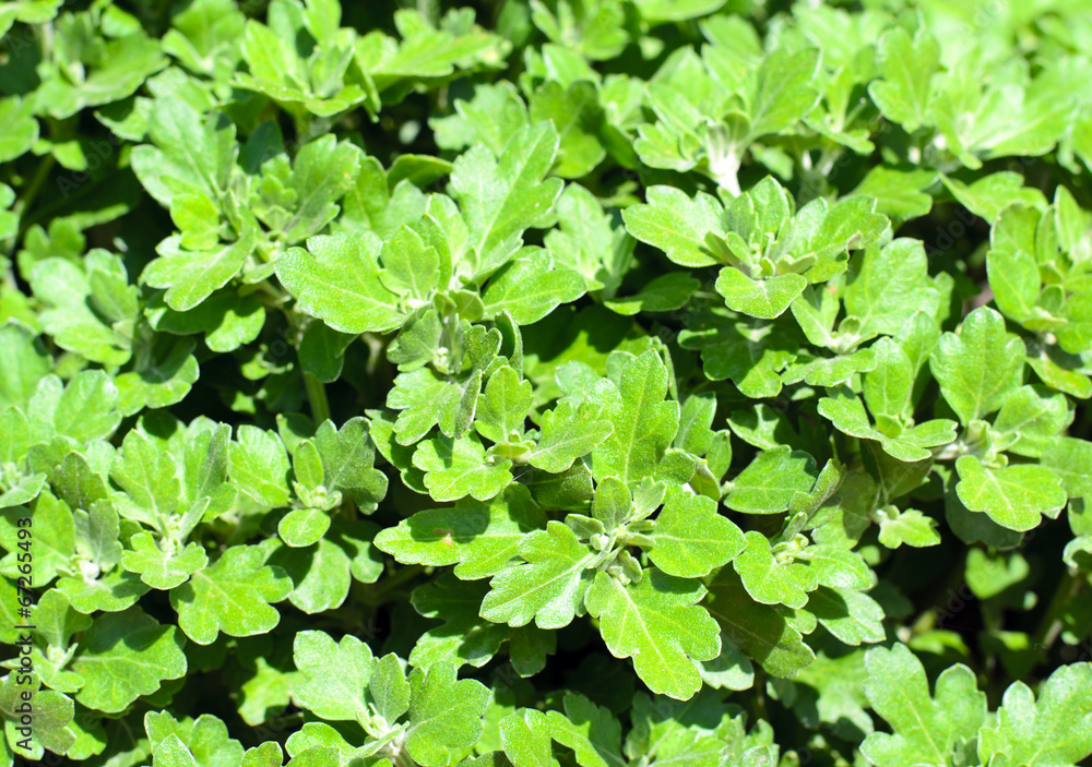 Green leaves background Green leaves background