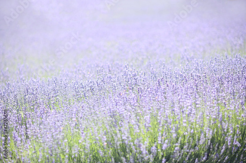 Lavender Field With Purple and Green